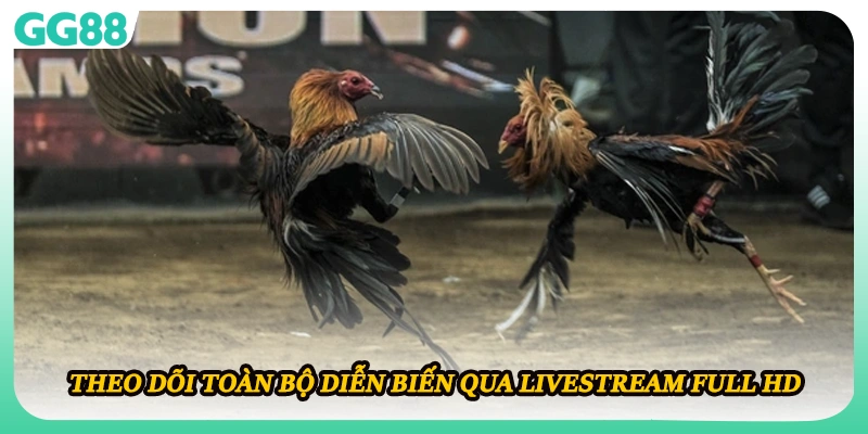 Theo dõi toàn bộ diễn biến qua livestream Full HD 