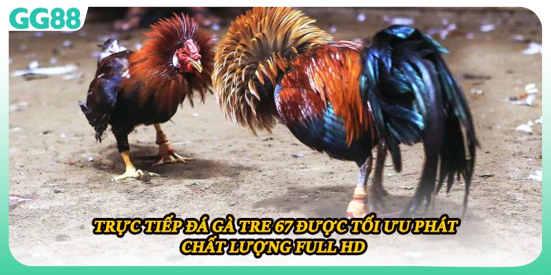 Trực tiếp đá gà tre 67 được tối ưu phát chất lượng Full HD 